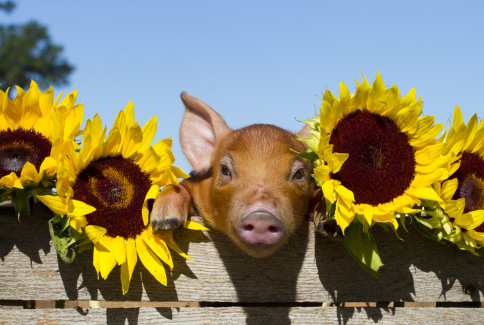 Bruce Coleman - Pig and Sunflowers